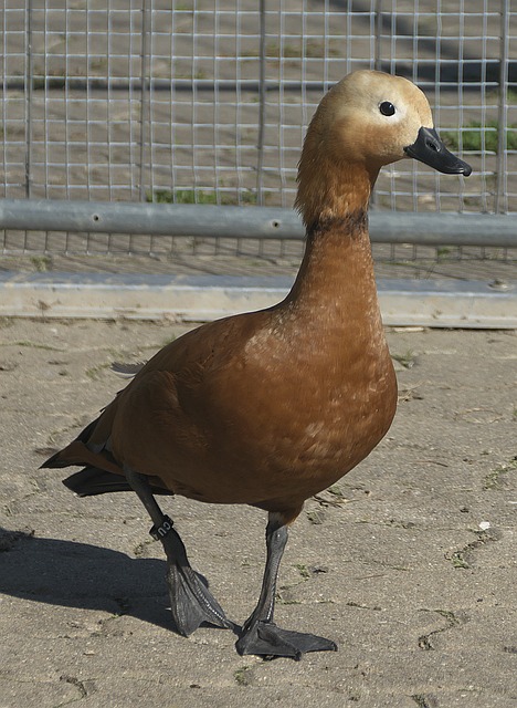 分节奏 分节奏